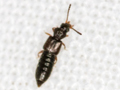 Carpelimus bilineatus